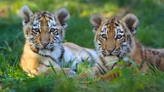 So beautiful ❤ in cute baby tiger #cute #funny #song #viral #tiger #animals #tigershroff