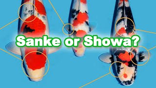 Sanke and Showa Koi: How can you determine the difference? [KOI GUIDE]