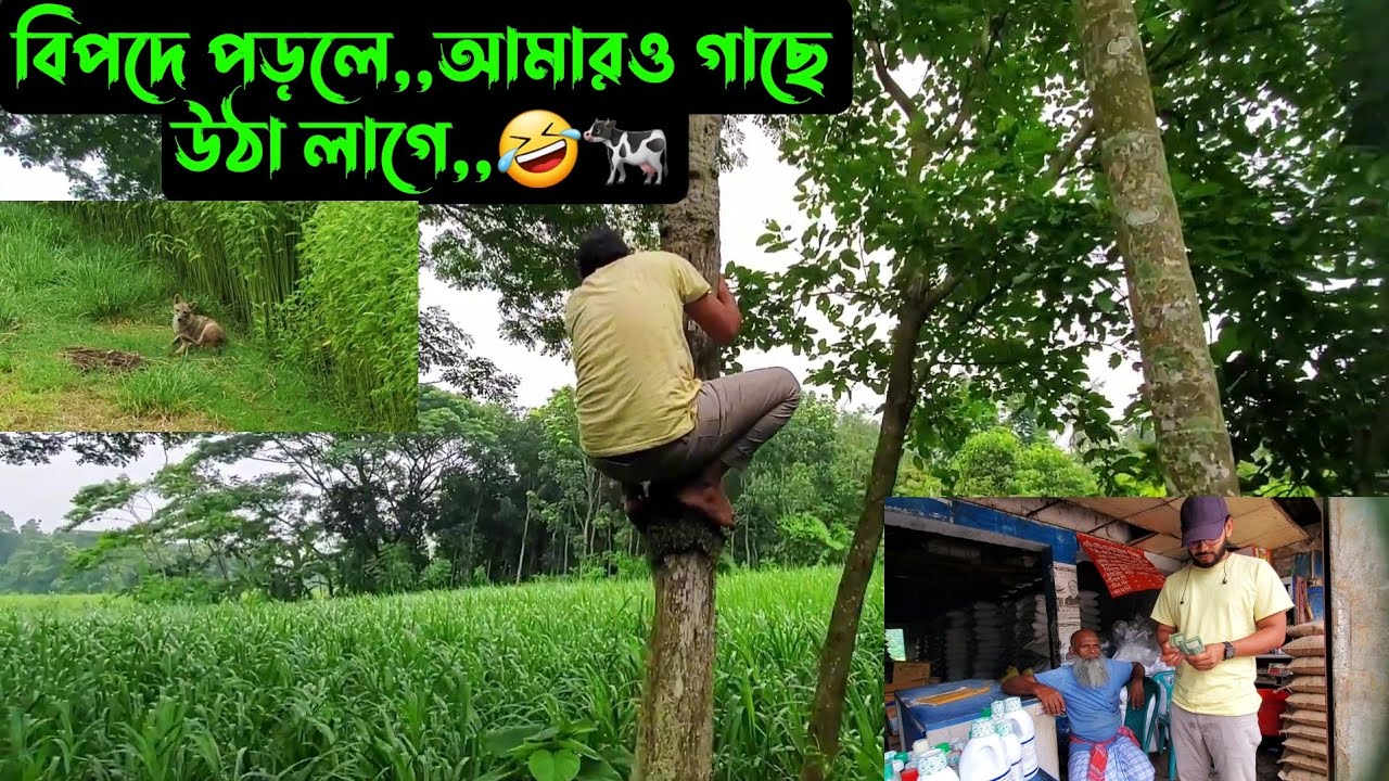 বিপদে পড়লে,,আমারও গাছে উঠা লাগে,,🤣🐄
