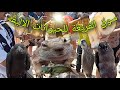 سوق القريعة للطيور والحيوانات الاليفه تعرف على جميع الحيوانات الغراب أفعى الاسنجاب حرباء العوسق 