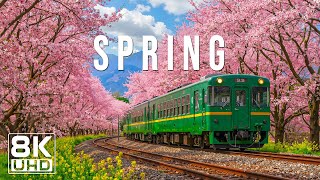 Spring 8K Ultra HD – Nature Awakens with Flowers, Soft Light and Gentle Breezes screenshot 1