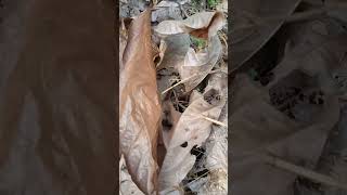 Download Lagu Suara Daun kering #shorts #shortsfeed #shortsvideo #suara #daun #kering #hutan #alam #asli MP3 Download Lagu Suara Daun kering #shorts #shortsfeed #shortsvideo #suara #daun #kering #hutan #alam #asli MP3