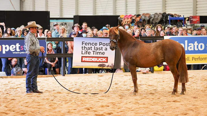 Creating a Sense of Safety with a Brumby - Equitan...