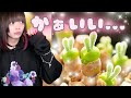 うさ耳♡え！？植物？？変な植物育ててみた！！(モニラリア)