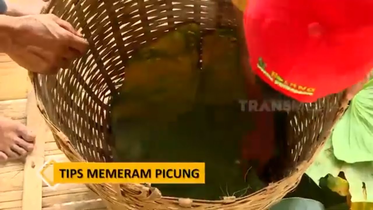 Panen Buah Picung | BOCAH PETUALANG (12/10/21)