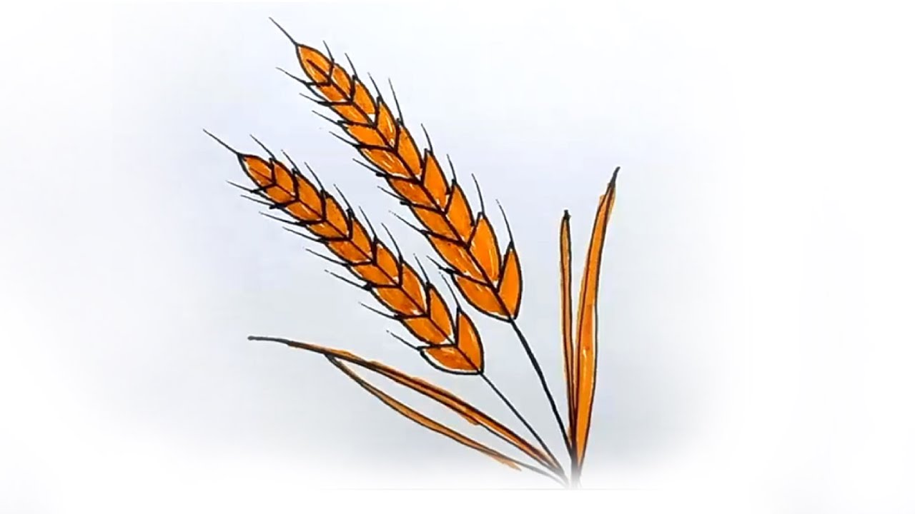 Ear Sketch Wheat Barley Ear Sketc Hillustration Grain Rye Vector Stock  Vector by ©OlgaChernyak 549262500