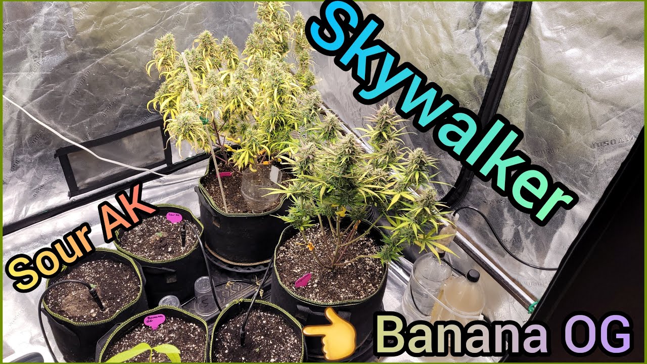 Series 4 EP 10 -  Skywalker, OG Kush & New Seedlings #10 - The Friendly Grower