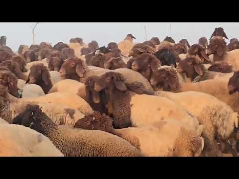 الدلال ابراهيم البشار مراح ابو زينب السراوي