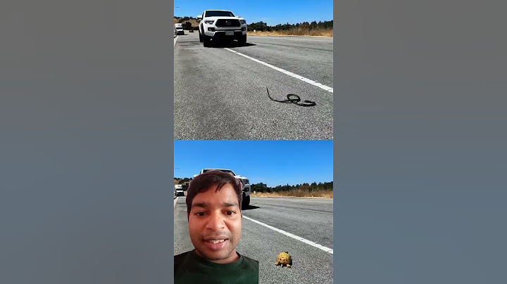 Turtles or Snakes- Which Do Cars Swerve to Hit More?#shorts #shortsvideo #viralvideo