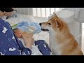 Shiba Inu Meets Baby Brother For The First Time