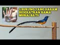 5 Burung yang Harus dihindari Saat Pelihara Burung Murai ‼️nomor 4 sangat dilarang