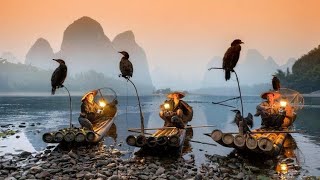 Fishing with Birds | Cormorant Birds Fishing | Beihai China