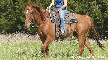 Denny***For info, price, etc., go to our website***ValleyViewRanch.net