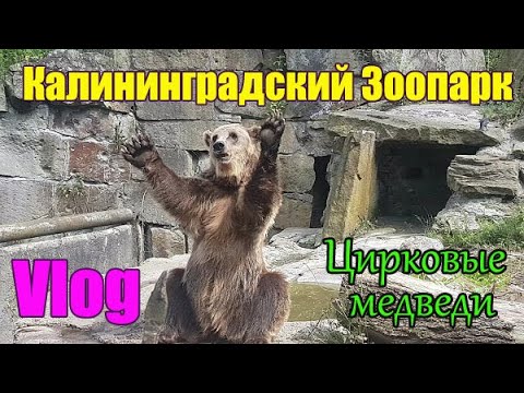 Зоопарк в Калининграде - Kaliningrad ZOO 2022 / Экскурсия.Лето.