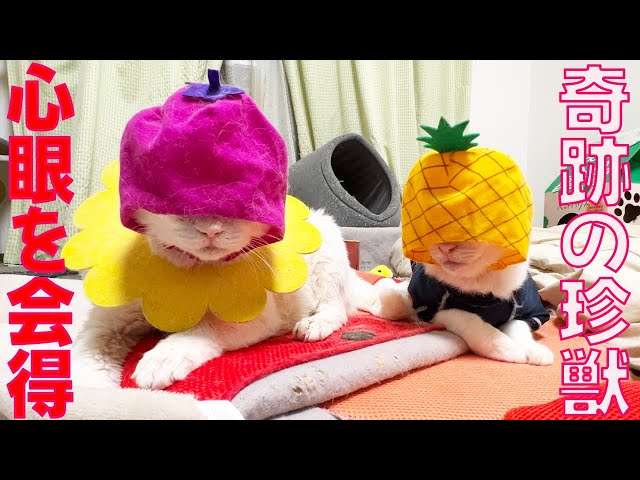 オッドアイの猫型珍獣、奇跡の能力を獲得する My odd-eye cat mastered