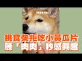 挑食柴拒吃小黃瓜片！聽關鍵字「肉肉」秒感興趣😍｜寵物動物｜柴犬