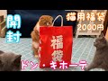 ドン・キホーテ2021猫用福袋開封しました！ 2021 Lucky bag for cats has been opened!