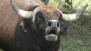 सांड की आवाज || Bull sound || बैल की आवाज #bull #सांड || saand sound