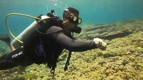 DIVE EXPLORE (Pertama Menyelam Di Gusung Dalanang Mencari Hiu) Tolitoli - Sulawesi Tengah
