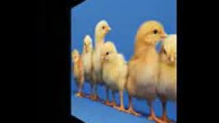 Maname pakshi ganangal wonderfull audio with lyrics