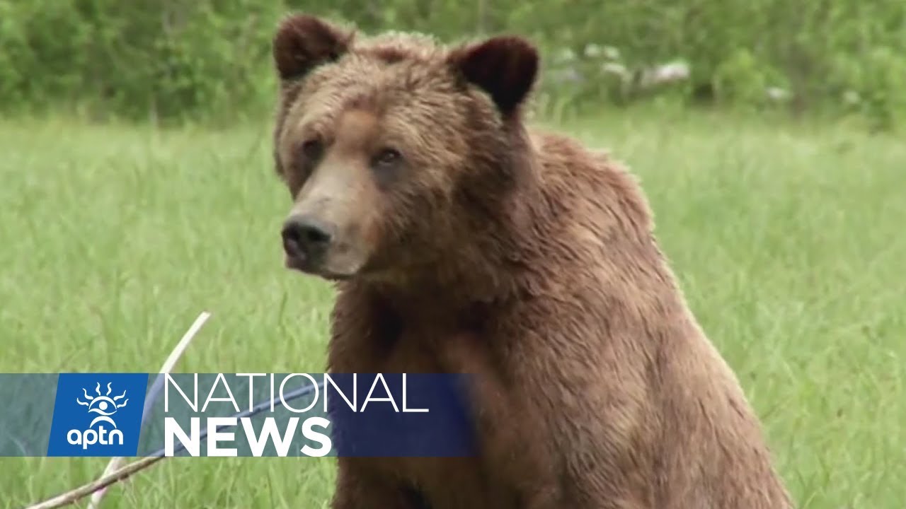 Grizzly bear trophy hunting ban applauded by B.C. chief | APTN News