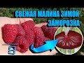 ФРУКТОВЫЙ ЛЕД ИЗ МАЛИНЫ. ЗАМОРОЗКА ЯГОД НА ЗИМУ. РЕЦЕПТЫ И ЗАГОТОВКИ. ЗАМОРОЗКА ЧАСТЬ 3