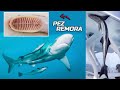 PEZ REMORA | El PEZ QUE SE PEGA DONDE SEA | AcuariosLP