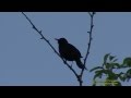 KOLTRAST  Common Blackbird  (Turdus merula)  Klipp - 678  S - 48