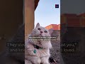 200 Cat Lovers 🐱🎄 This One’s for You