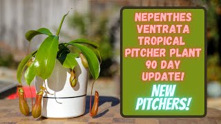Lowes Nepenthes Ventrata Tropical Pitcher Plant 90 Day Update: Death Cube Rescue More New Pitchers!