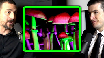 Pioneering research on psychedelics | Andrew Huberman and Lex Fridman