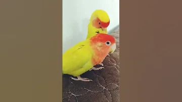 Rose Bird Sound Rose Bird Animal Sounds Natural Sounds Bird Sounds Calm Sleepmusic Rose Bird 