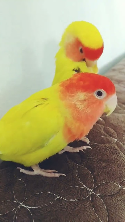 rose bird sound #rose_bird #animal_sounds #natural_sounds #bird_sounds #calm #sleepmusic #rose_bird