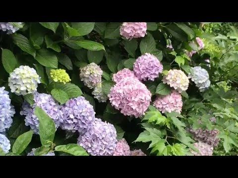 日本六月在雨季盛开的紫阳花 Youtube 日本六月在雨季盛开的紫阳花 Youtube