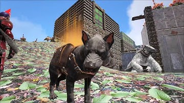 Hyaenodon Taming! Ark S1E18
