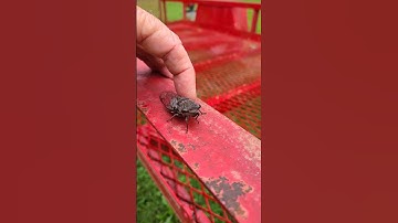 Thumbnail of July fly Known as Cicada #shorts