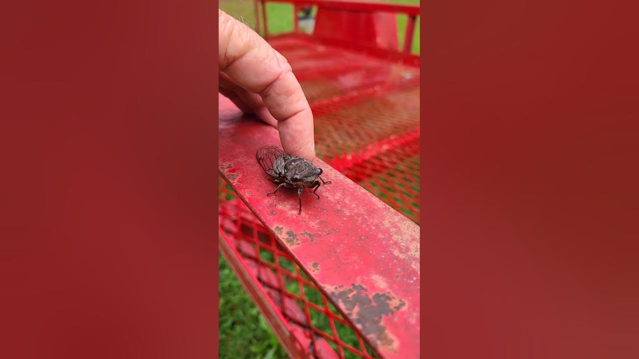 July fly Known as Cicada #shorts