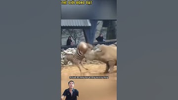 Ngựa tung cú đá chí mạng,sức mạnh đáng gờm. #shortvideo #shorts  #thegioidongvat.