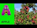 ABC Phonics Song | Alphabet letter sounds | ABC learning for toddlers | Education ABC Nursery Rhymes