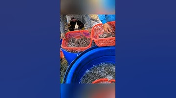 Cận cảnh quậy sìn bắt tôm càng xanh ở miền tây hốt mỏi tay #shorts #crsyfish