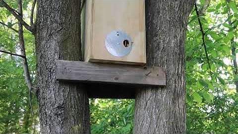 First year Bee Keeping - swarm trap success