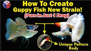 Guppy Fish Crossbreeding Final Result | Metal Yellow Green Grass and APW