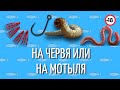 ЧЕРВЯ ИЛИ МОТЫЛЯ? Анекдот дня для рыбака | Смешно до слез | +18