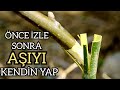 Süper Yöntem | Cevizde Muz Aşısı , İzle Ve Yap Çoook Kolay