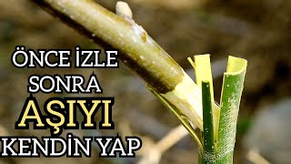 Süper Yöntem | Cevizde Muz Aşısı , İzle Ve Yap Çoook Kolay