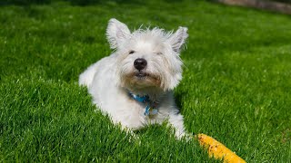 How to Clicker Train Your West Highland White Terrier