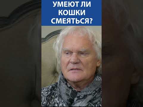 КУКЛАЧЕВ: кошки умеют смеяться #shorts