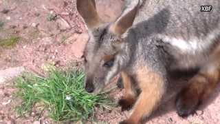 Yellow-footed rock-wallaby (Petrogale xanthopus) [HD]