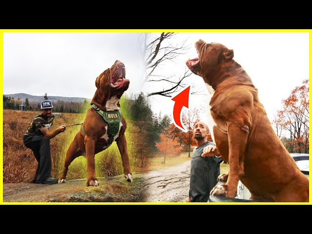 The World's BIGGEST Pitbull | +175 Pounds of Muscle - YouTube