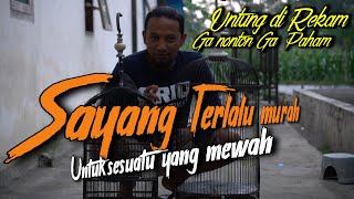SAYANG TERLALU MURAH untuk MURAI BATU TAMBAH MEWAH